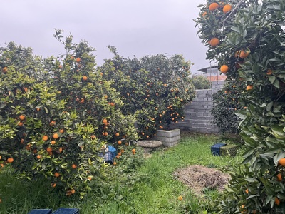 فروش پرتقال تامسون تو سرخ