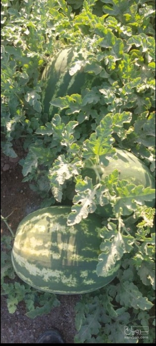 فروش هندوانه بیضی خطی