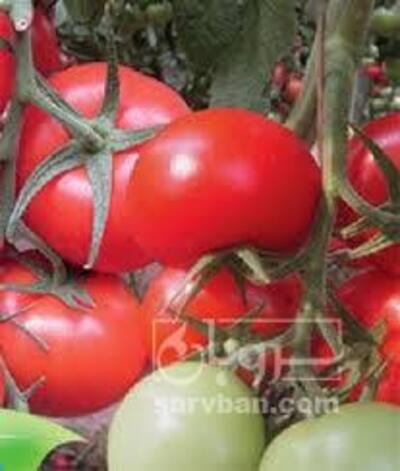 فروش گوجه فرنگی