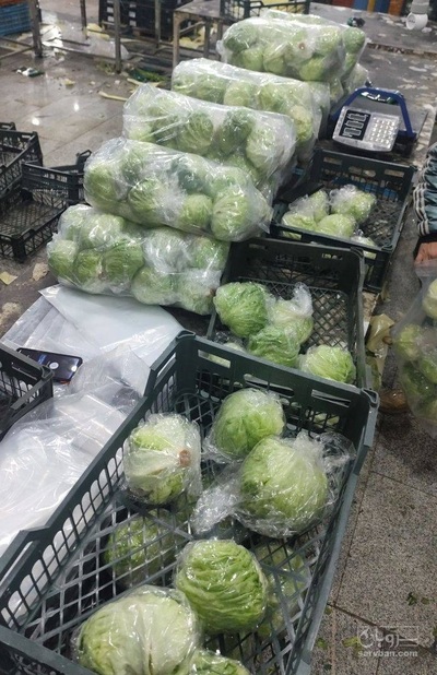 فروش کاهو ایسبرگ - آیسبرگ