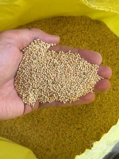 فروش ارزن درشت