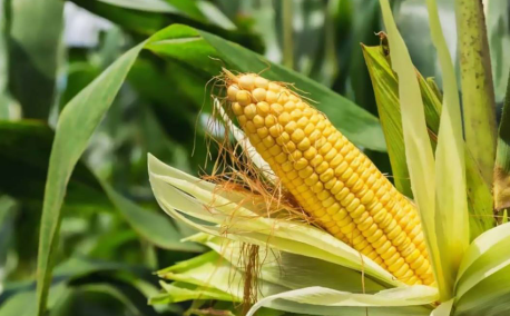 فروش ذرت علوفه ای