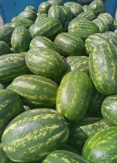 فروش هندوانه