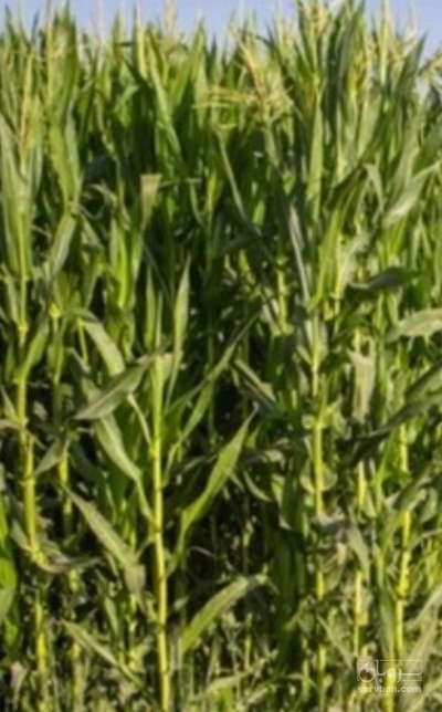 فروش ذرت علوفه ای