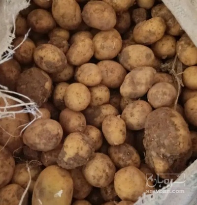 فروش سیب زمینی جلی