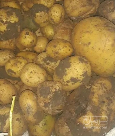 فروش سیب زمینی سانتا