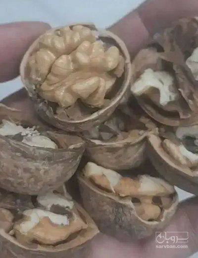 فروش مغز  گردو