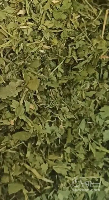 فروش  جعفری خشک  (گیاه‌ دارویی)