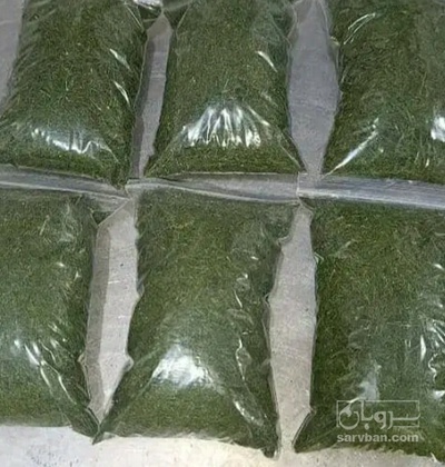 فروش گشنیز خشک