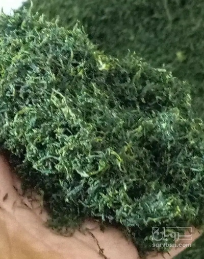 فروش شوید خشک (گیاه‌ دارویی)