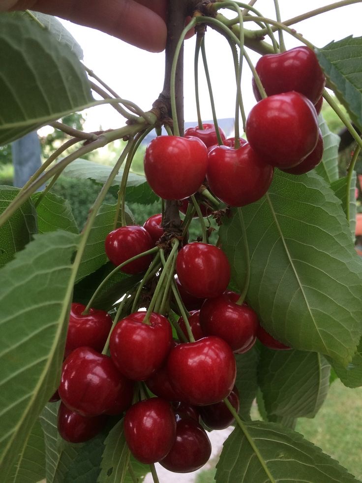 فروش نهال گیلاس