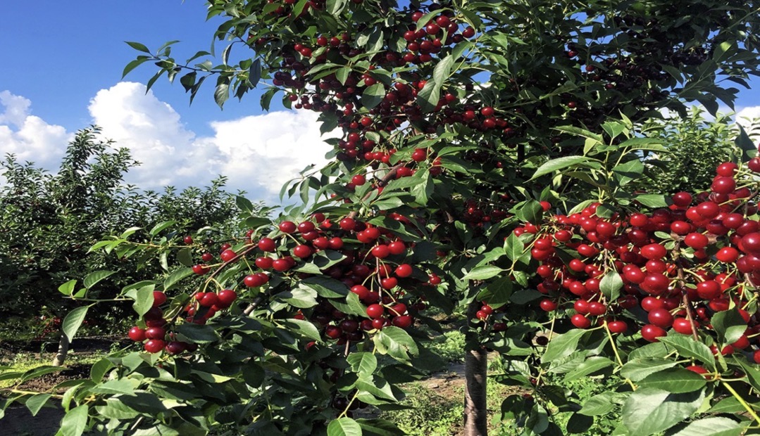 فروش نهال آلبالو