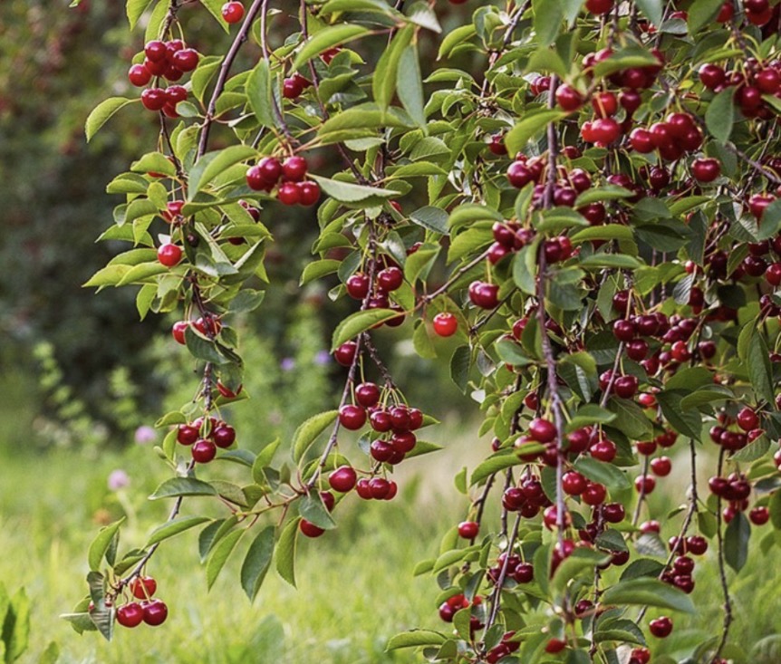 فروش نهال آلبالو ایدمی