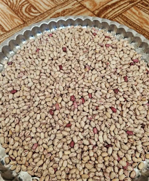 فروش لوبیا چیتی