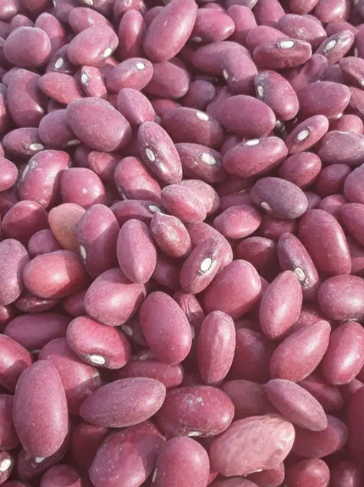 فروش لوبیا قرمز