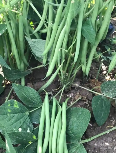 فروش لوبیا سبز