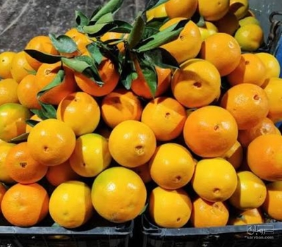 فروش پرتقال