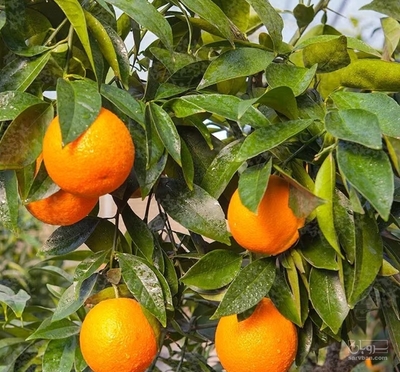فروش نارنگی