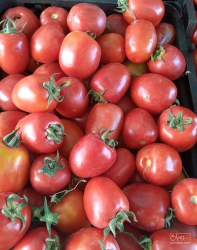 فروش گوجه فرنگی