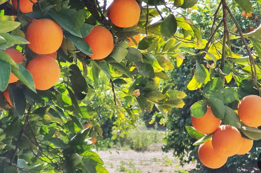 فروش نارنگی