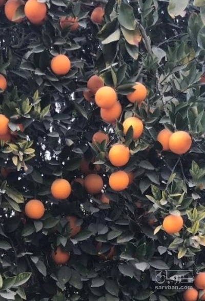 فروش پرتقال