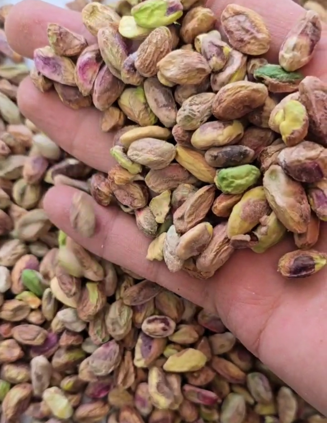 فروش مغز پسته سالم