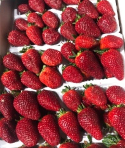 فروش توت فرنگی