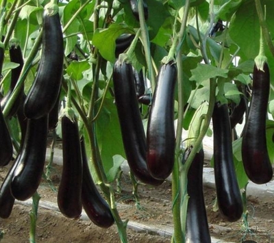 فروش بادمجان