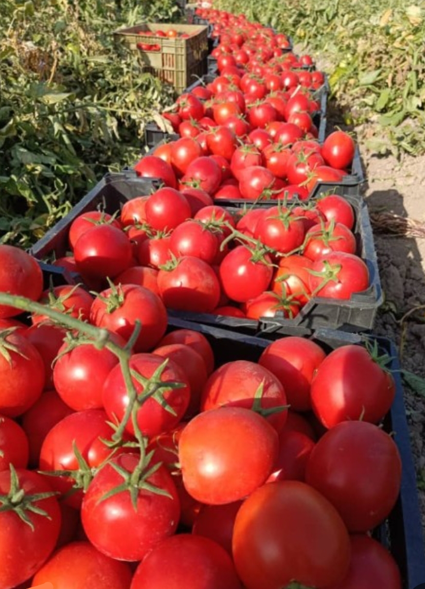 فروش گوجه فرنگی