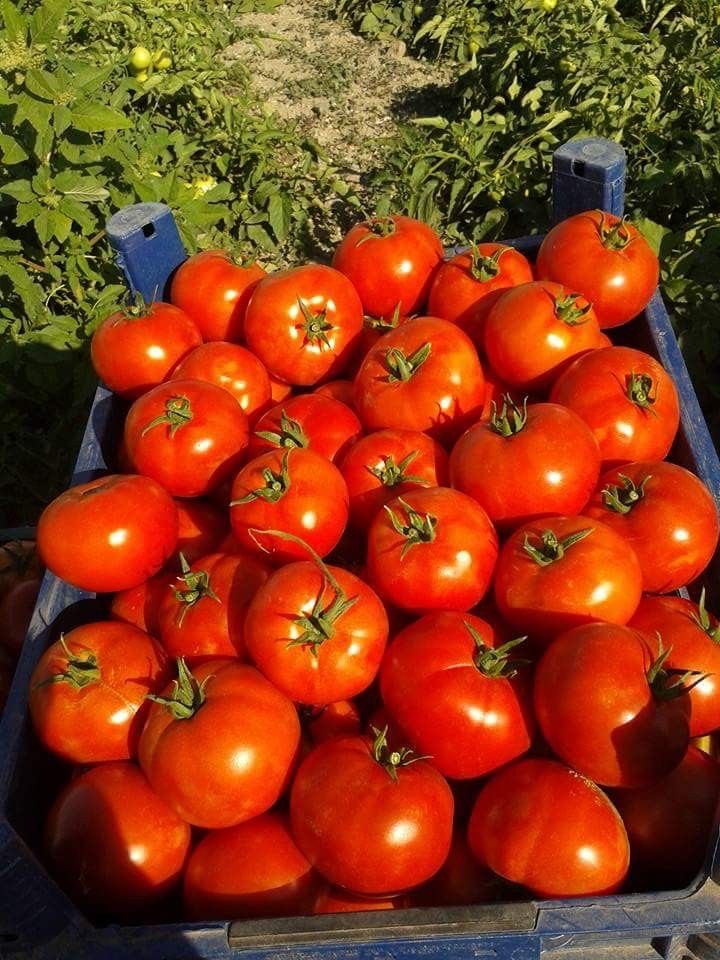 فروش گوجه فرنگی