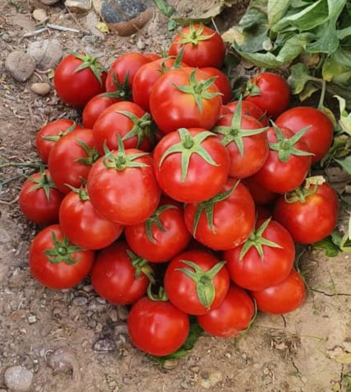 فروش گوجه فرنگی