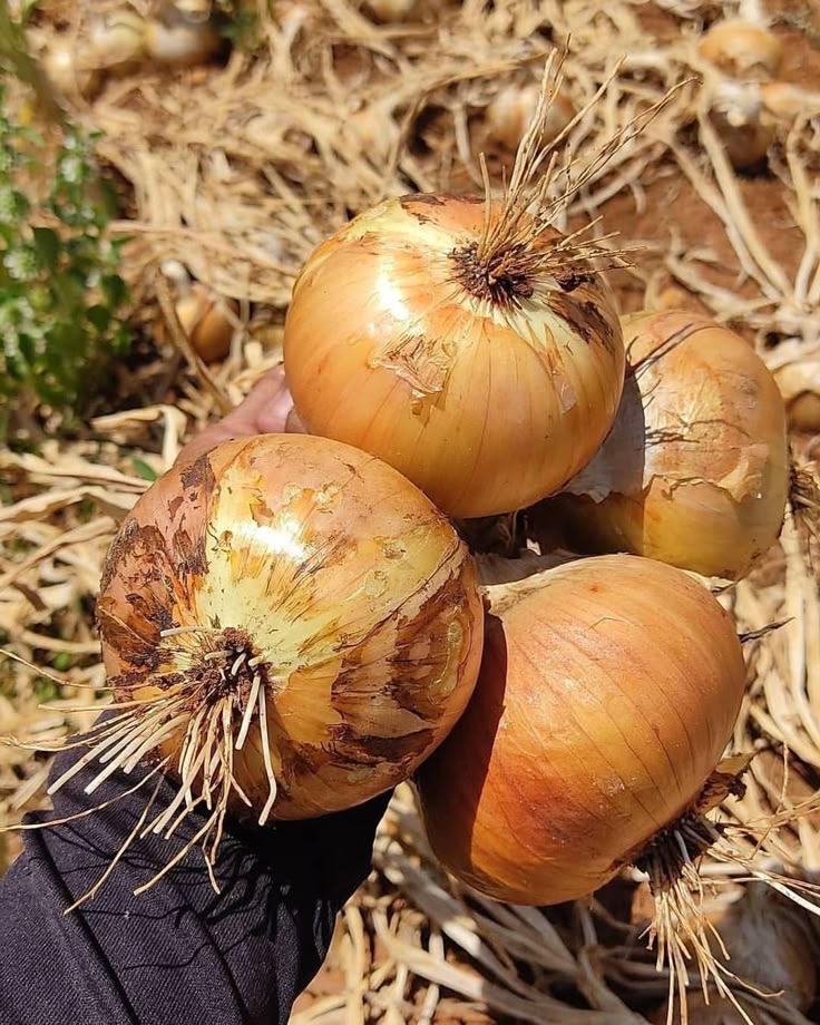 فروش پیازطلایی