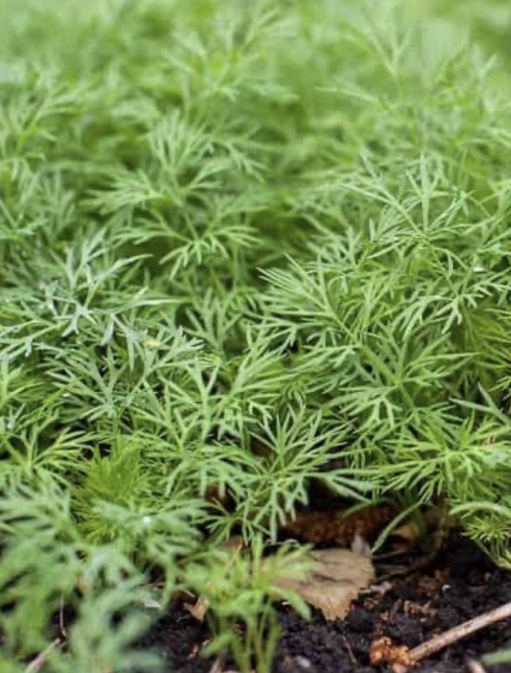 فروش شوید تازه