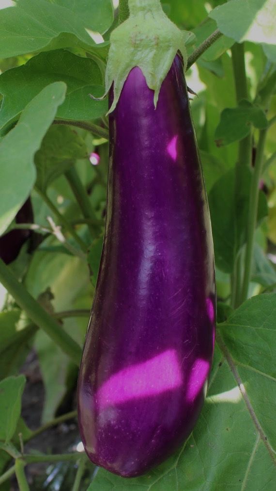 فروش بادمجان قلمی