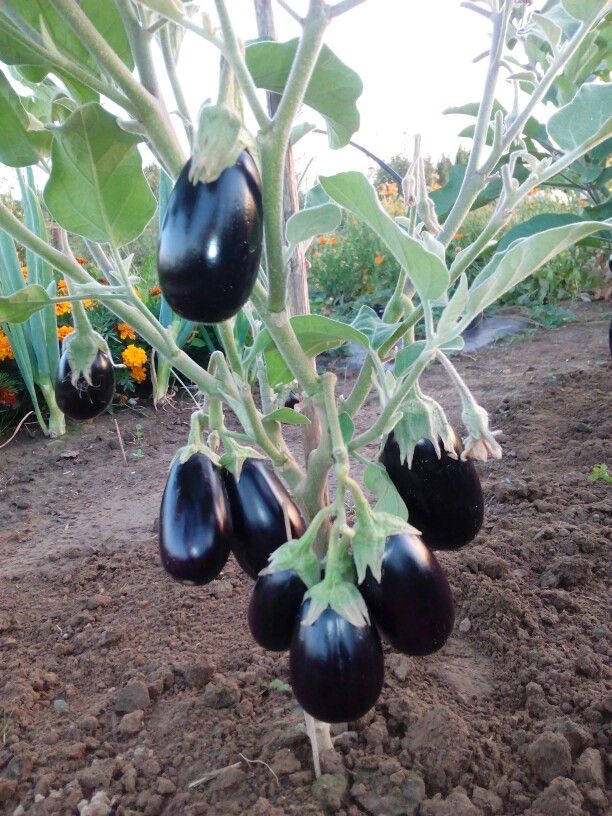 فروش بادمجان دلمه ای