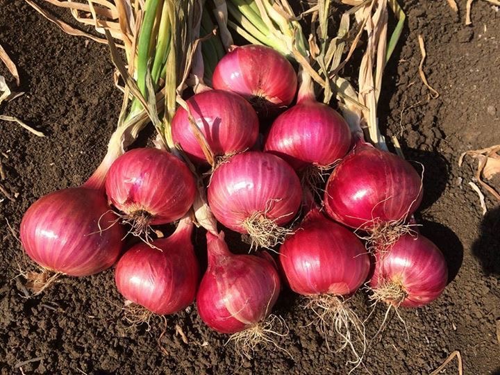 فروش پیاز قرمز