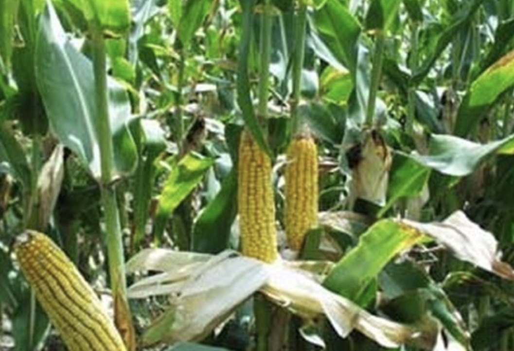 فروش ذرت علوفه ای