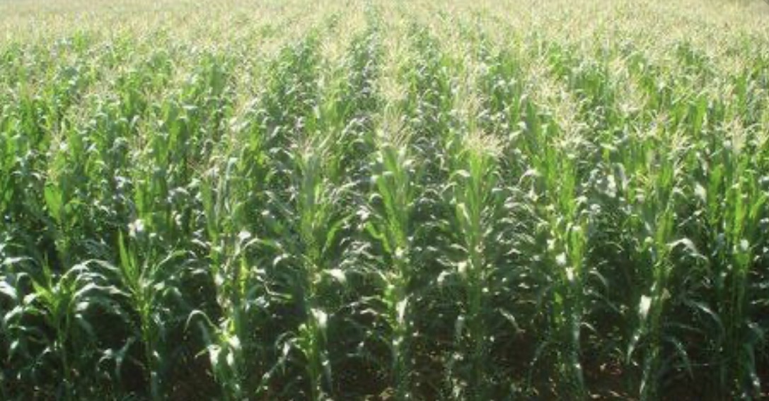 فروش ذرت علوفه ای