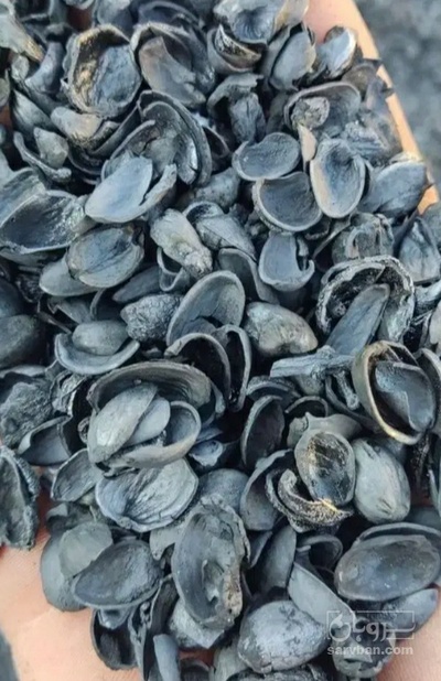 فروش کربن پسته