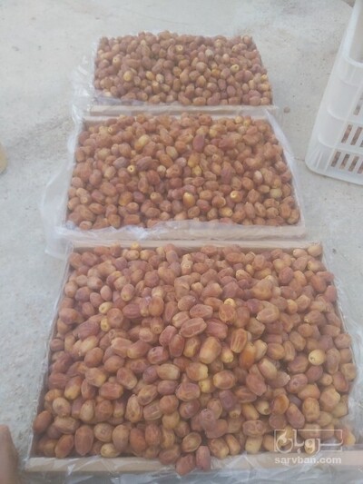 فروش خرما