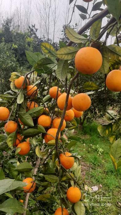 فروش پرتقال تامسون