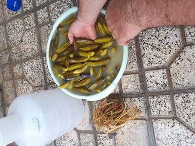 فروش خیار شور ویژه