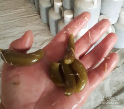 فروش خیارشور سوپر ویژه اعلاء