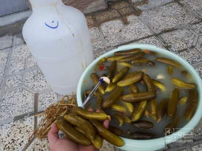 فروش خیار شور نول