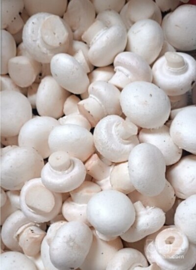 فروش قارچ دکمه ای
