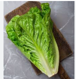 فروش کاهو ایرانی - رومانو