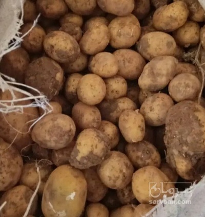 فروش سیب زمینی