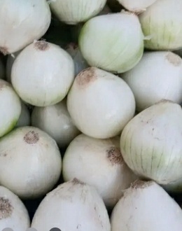 فروش پیاز سفید