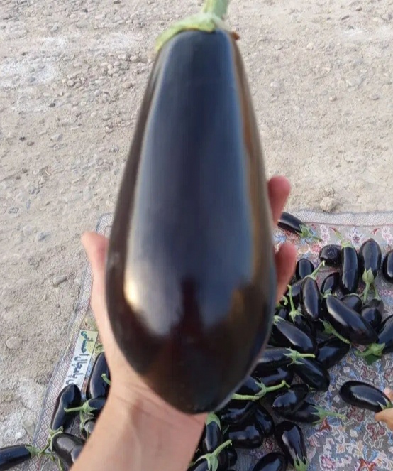 فروش بادمجان