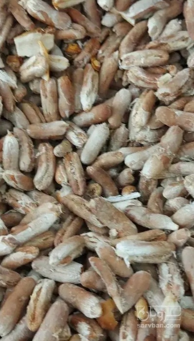 فروش هسته خرما